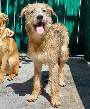 Eywa   sanfte, katzenfreundliche Junghündin Bild 10