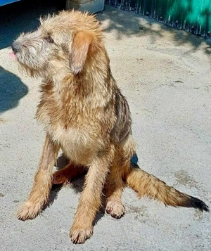 Eywa   sanfte, katzenfreundliche Junghündin Bild 9