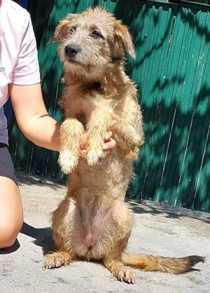 Eywa   sanfte, katzenfreundliche Junghündin Bild 8