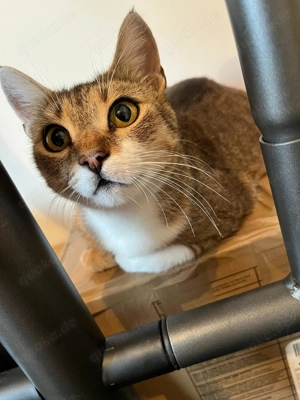 menschenbezogene, liebe Katzen Helga und Tochter Elsa suchen zusammen ein liebevolles Zuhause Bild 6