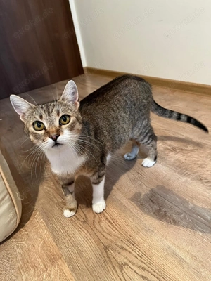 menschenbezogene, liebe Katzen Helga und Tochter Elsa suchen zusammen ein liebevolles Zuhause Bild 5