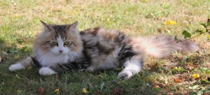 Reinrassige Sibirische Kitten mit Stammbaum, geboren 27.4.2025