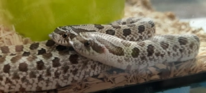 Hakennasennatter hognose  