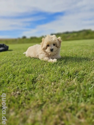 Wunderschöne Maltipoo Welpen