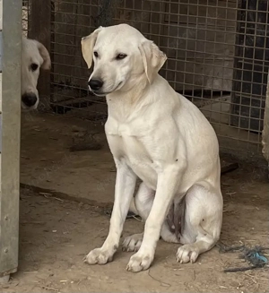  Naomi, z. Zt. in Ungarn, ist ein zauberhaftes, verspieltes, freundliches und neugieriges Wesen.
