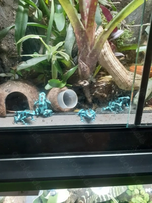 +++ Letzte Chance +++ Dendrobates Auratus  el Cope