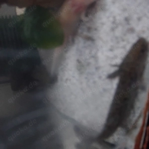 AXOLOTL von diesem Jahr zu verkaufen. 