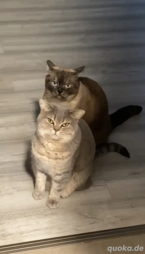    Zwei Britisch Kurzhaar Katzen suchen gemeinsam ein liebevolles Zuhause   