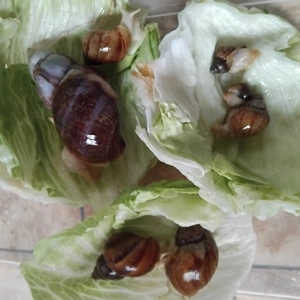 Schöne Achatschnecken 