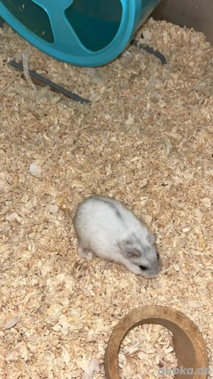 Zwerghamster mit viel zubehör