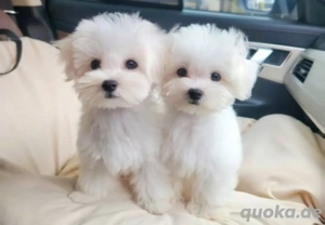 Malteser mini welpen