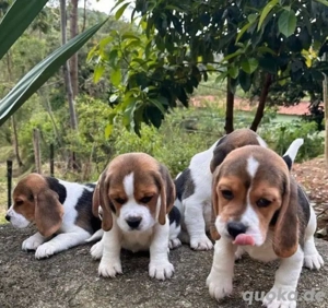 Beagle welpen