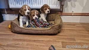 Beagle welpen