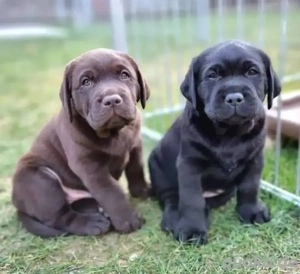 Labrador Retriever welpen