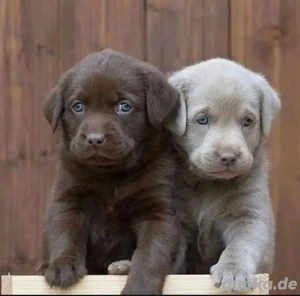 Labrador Retriever welpen