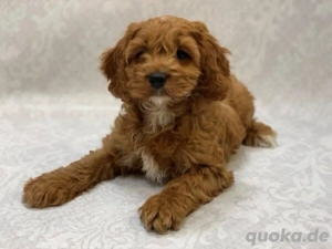Cockapoo welpen
