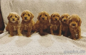 Cockapoo welpen