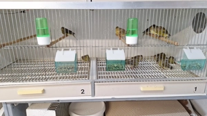 Timbrado Classico 2025 Bild 2