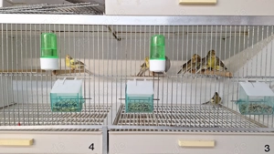 Timbrado Classico 2025 Bild 3