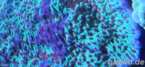 Meerwasser Montipora Bild 3
