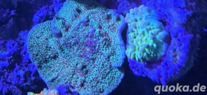 Meerwasser Montipora Bild 2