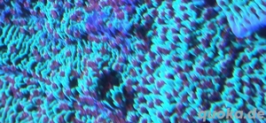 Meerwasser Montipora Bild 4