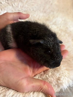 Teddy Meerschweichen Weibchen