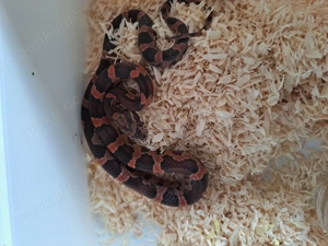 Abbotts Okeetee Kornnatter NZ 25