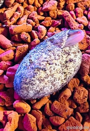 weibliche Leopardgeckos