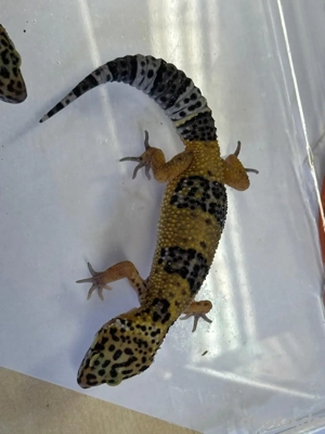  Leopardgecko, weiblich, 2025