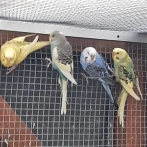 Biete junge Wellensittiche von 12 Wochen an