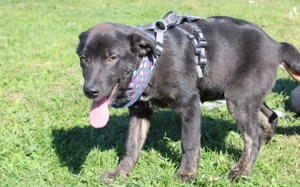 Schenkst du Nova ein Zuhause?