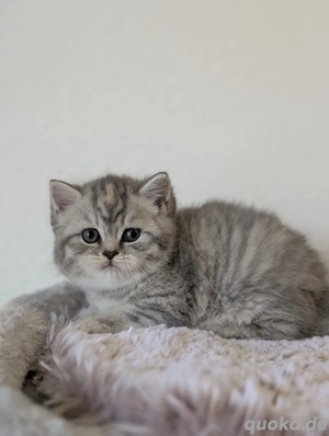 BKH Kitten zum Verlieben 