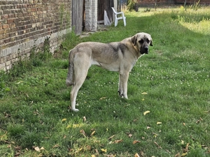 Kangal Hündin zu verkaufen 2 Jahre alt 