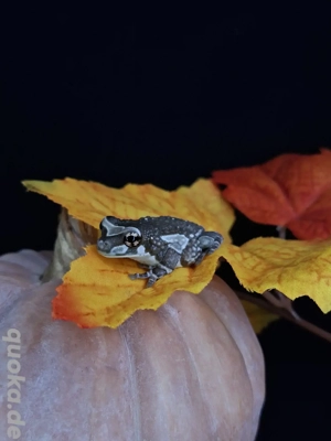 Baumhöhlen-Krötenlaubfrosch -Trachycephalus resinifictrix