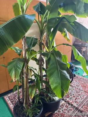 Bananenstauden abzugeben!