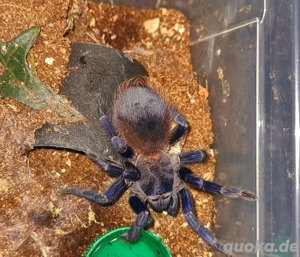 Lasiocyano Sazimai Bild 2