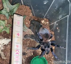 Lasiocyano Sazimai Bild 3