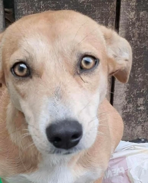 Sophia, kleine Zuckerschnute auf 4 Pfoten sucht Euch