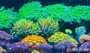 Korallen Euphyllia Meerwasser Toxic grün