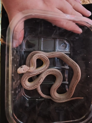 Reptilien Bestandsauflösung 