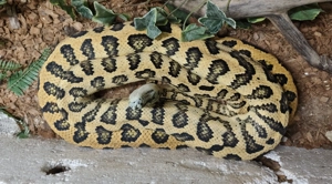 Reptilien Bestandsauflösung 