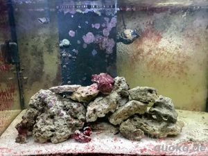 Lebendgestein Meerwasseraquarium 5  kg