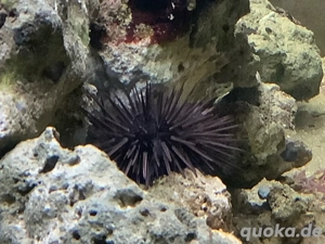 Lebendgestein und Bleistiftseeigel