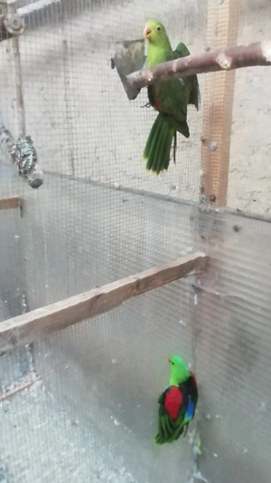 Wegen Krankheit Vögel zucht zu verkaufen 