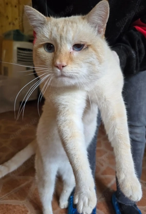 Nikos sucht sein Für-immer-Zuhause Bild 5