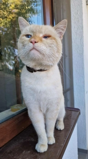 Nikos sucht sein Für-immer-Zuhause Bild 6