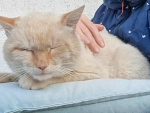 Nikos sucht sein Für-immer-Zuhause Bild 3