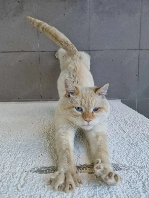 Nikos sucht sein Für-immer-Zuhause Bild 4