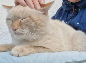 Nikos sucht sein Für-immer-Zuhause Bild 2